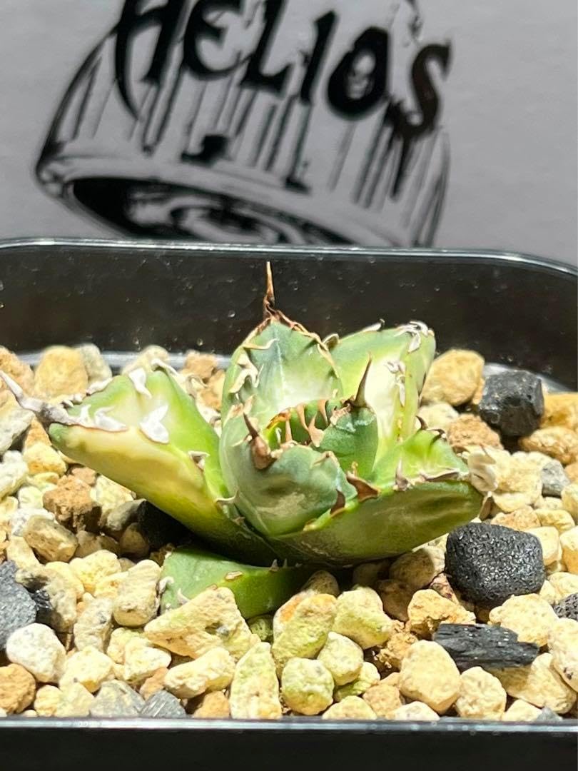 アガベチタノタ 魔丸 中国産 本物 観葉植物 アガベの魔丸